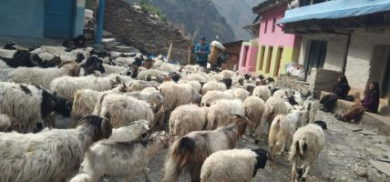 लाग्यो उँभौली, भेडाबाख्रा धपाउँदै लेक चढे गोठालाहरु