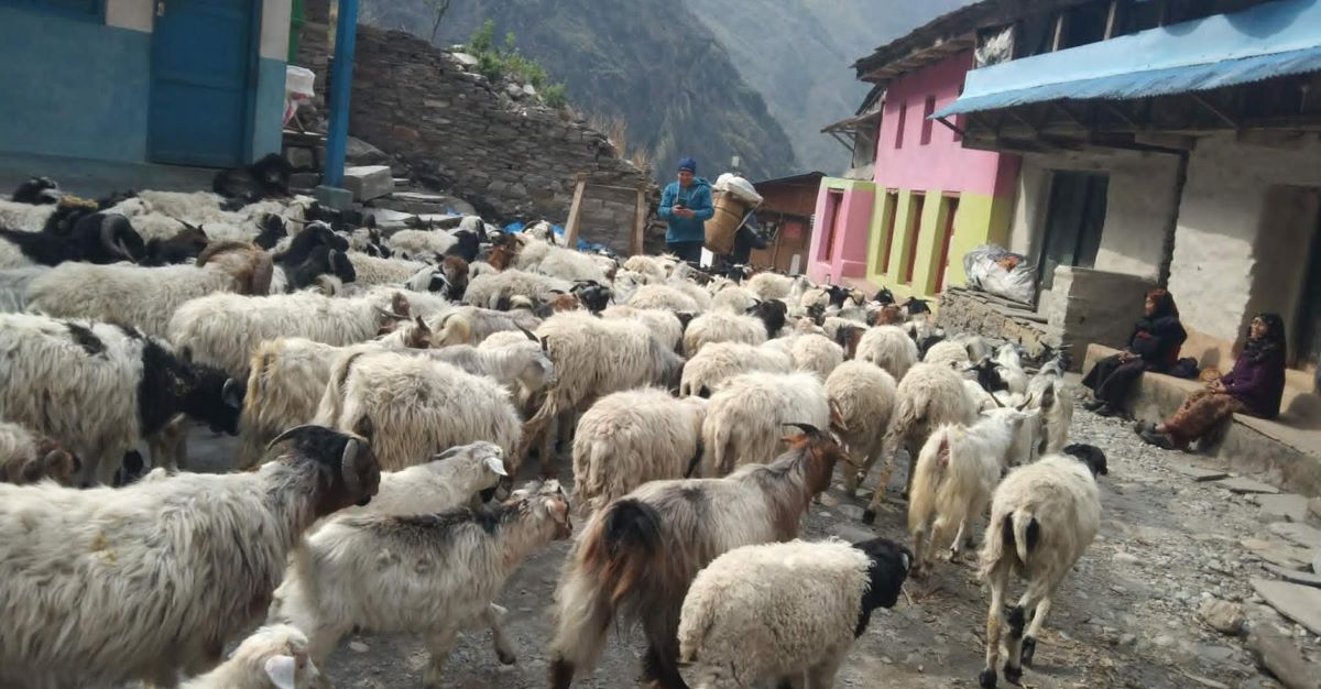 लाग्यो उँभौली, भेडाबाख्रा धपाउँदै लेक चढे गोठालाहरु