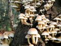 जङ्गली च्याउ खाँदा ११ जना बिरामी जङ्गली च्याउ खाँदा ११ जना बिरामी
