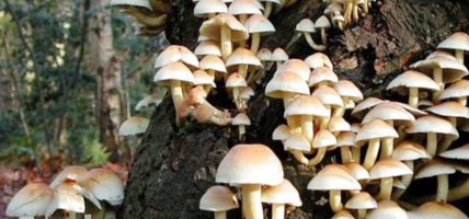 जङ्गली च्याउ खाँदा ११ जना बिरामी