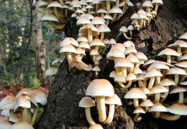 जङ्गली च्याउ खाँदा ११ जना बिरामी जङ्गली च्याउ खाँदा ११ जना बिरामी