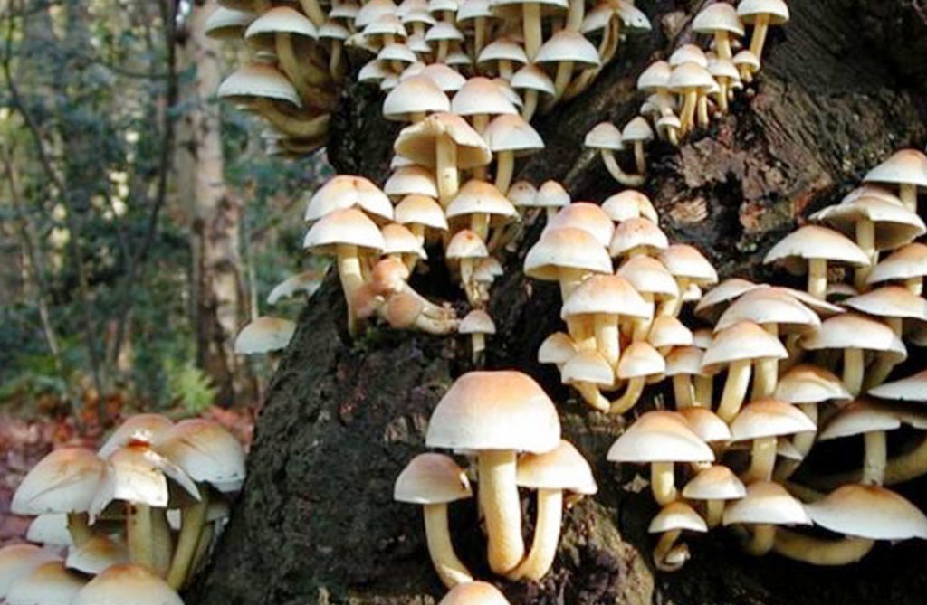 जङ्गली च्याउ खाँदा ११ जना बिरामी