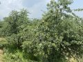 असिनाको असरः ‘बुद्धचित्त’को गुणस्तर खस्कनेमा किसानको चिन्ता