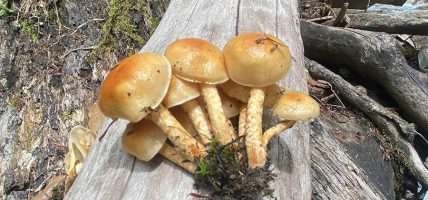 जङ्गली च्याउ खाँदा एक जनाको मृत्यु, दुई जना गम्भीर