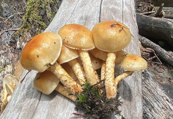 जङ्गली च्याउ खाँदा एक जनाको मृत्यु, दुई जना गम्भीर जङ्गली च्याउ खाँदा एक जनाको मृत्यु, दुई जना गम्भीर