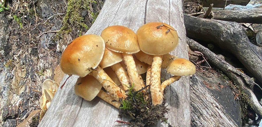 जङ्गली च्याउ खाँदा थप एक जनाको मृत्यु