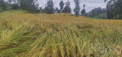 प्रमुख बालीको न्यूनतम समर्थन मूल्य निर्देशिका जारी
