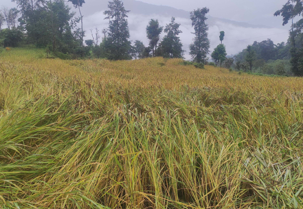 प्रमुख बालीको न्यूनतम समर्थन मूल्य निर्देशिका जारी