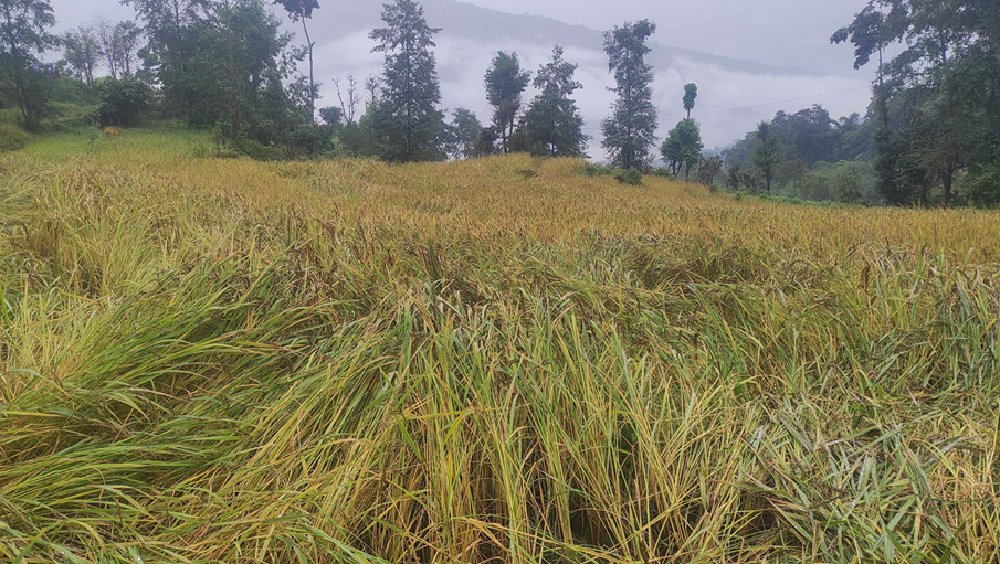 प्रमुख बालीको न्यूनतम समर्थन मूल्य निर्देशिका जारी