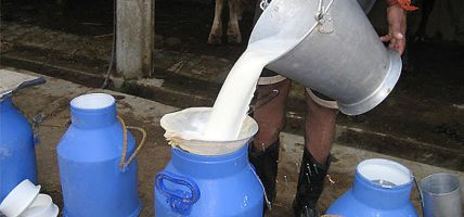 अझै चितवनका दुग्ध उत्पादक किसानले पाएनन् भुक्तानी