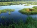 संरक्षणको अभावमा जैविक विविधताले भरिपूर्ण ‘जलथल’ सङ्कटमा