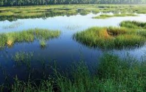 संरक्षणको अभावमा जैविक विविधताले भरिपूर्ण ‘जलथल’ सङ्कटमा