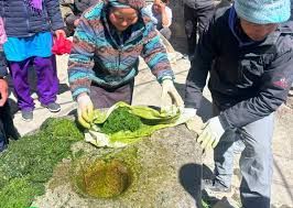 विषादीको विकल्पमा ‘जैविक झोल’को प्रयोग