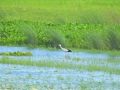 Koshi Tappu Wildlife Reserve attracts 11,603 visitors so far in current fiscal year Koshi Tappu Wildlife Reserve attracts 11,603 visitors so far in current fiscal year
