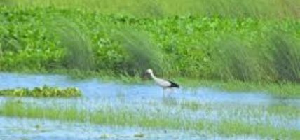 Koshi Tappu Wildlife Reserve attracts 11,603 visitors so far in current fiscal year
