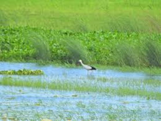 Koshi Tappu Wildlife Reserve attracts 11,603 visitors so far in current fiscal year  