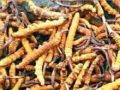 मुस्ताङका उच्चलेकमा यार्सागुम्बा सङ्कलन