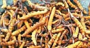 मुस्ताङका उच्चलेकमा यार्सागुम्बा सङ्कलन