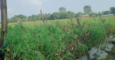 तरकारीखेतीबाटै मनग्य आम्दानी गर्दै किसान