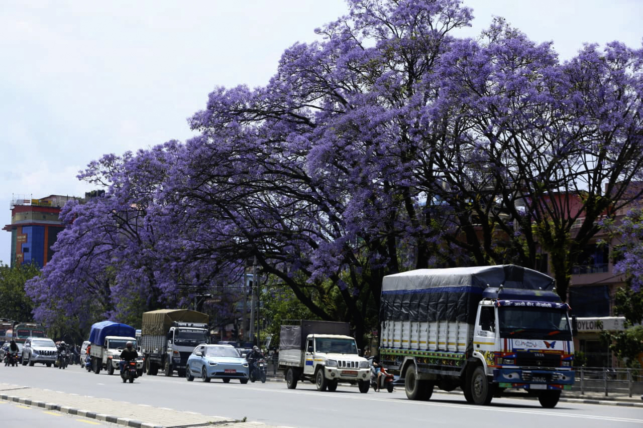 ललितपुरमा ढकमक्क ज्याकराण्डा