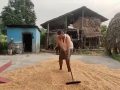 लगानी नउठ्दा मकै किसान चिन्तित लगानी नउठ्दा मकै किसान चिन्तित