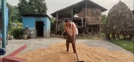 लगानी नउठ्दा मकै किसान चिन्तित