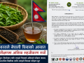 भारतले नेपाली चियाको आयात परीक्षणमा आंशिक सहजीकरण गर्यो