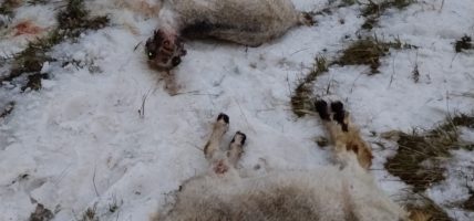 असिना पानीसहितको चट्याङले २४ भेडा मरे, भक्तबहादुरको विचल्ली