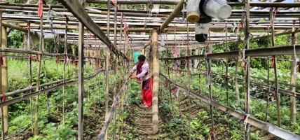 आलेखः सुधारिएको करेसाबारीले डोर्याउँदैछ आत्मनिर्भरको बाटो