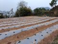 झाडी फाडेर व्यावसायिक अकबरे खुर्सानीखेती : वार्षिक १० लाख आम्दानी गर्ने लक्ष्य झाडी फाडेर व्यावसायिक अकबरे खुर्सानीखेती : वार्षिक १० लाख आम्दानी गर्ने लक्ष्य