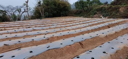 झाडी फाडेर व्यावसायिक अकबरे खुर्सानीखेती : वार्षिक १० लाख आम्दानी गर्ने लक्ष्य