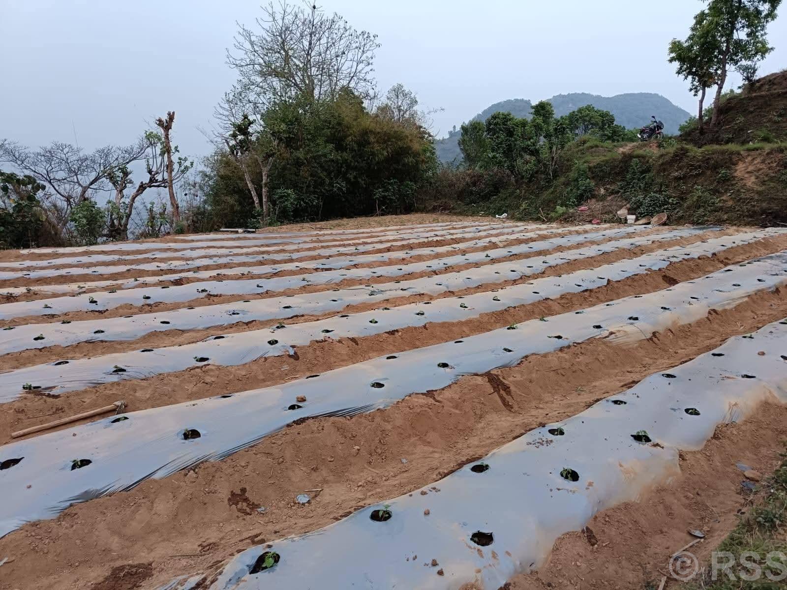 झाडी फाडेर व्यावसायिक अकबरे खुर्सानीखेती : वार्षिक १० लाख आम्दानी गर्ने लक्ष्य