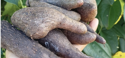 जङ्गली भ्याकुर खाँदा एकको मृत्यु, आठ जना बिरामी