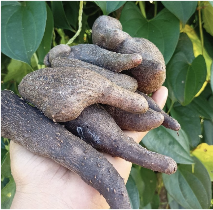 जङ्गली भ्याकुर खाँदा एकको मृत्यु, आठ जना बिरामी