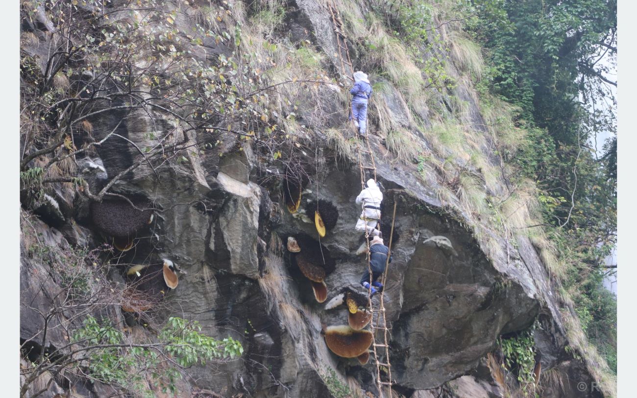 मह काढ्ने परम्परालाई जीवन्त राख्न पुस्ता हस्तान्तरण