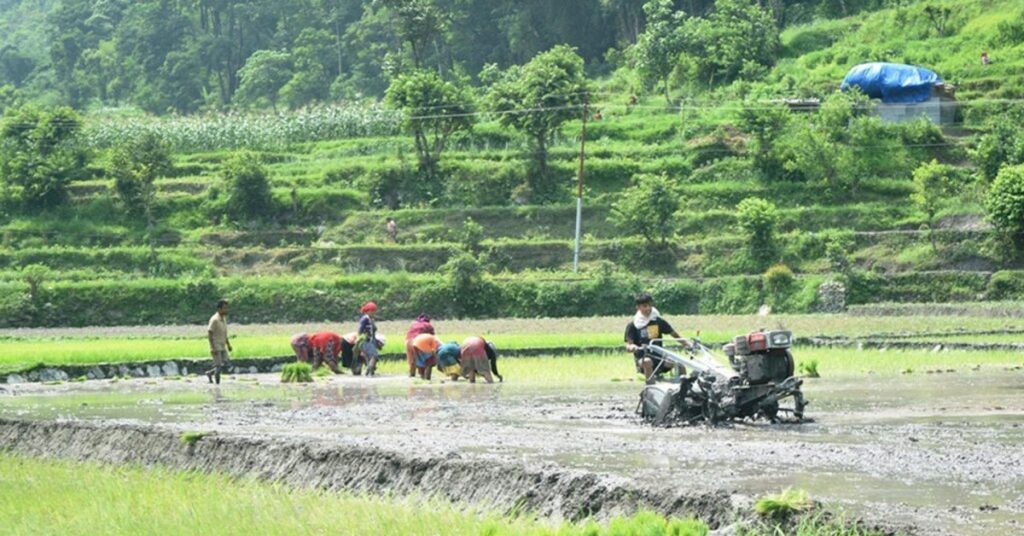 कर्णालीमा ४३ हजारभन्दा बढी हेक्टर क्षेत्रफलमा धानखेती हुँदै