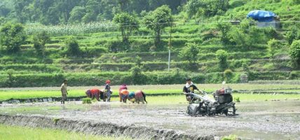 कर्णालीमा ४३ हजारभन्दा बढी हेक्टर क्षेत्रफलमा धानखेती हुँदै