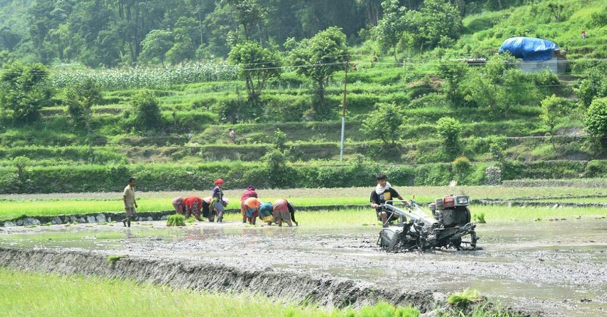 कर्णालीमा ४३ हजारभन्दा बढी हेक्टर क्षेत्रफलमा धानखेती हुँदै