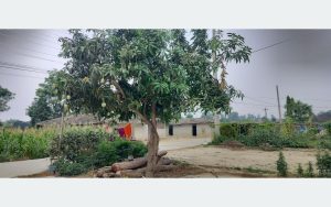 बोट एउटाः आँपका जात दुईवटा