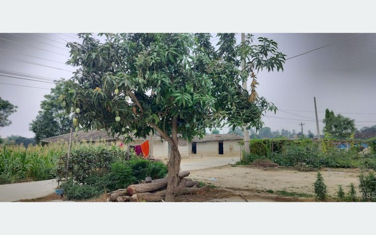 बोट एउटाः आँपका जात दुईवटा