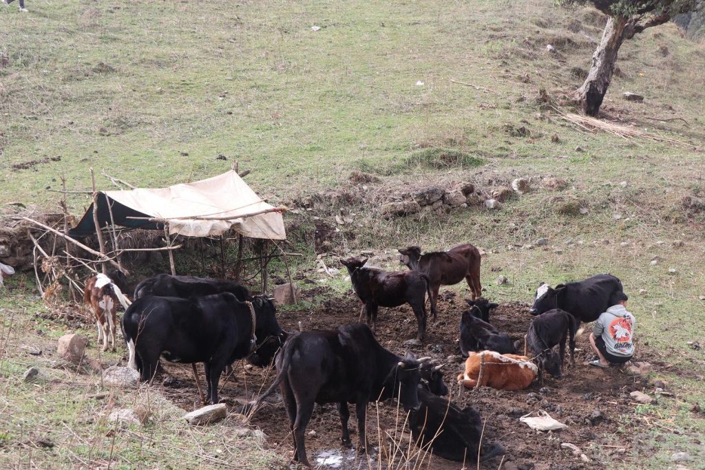 रैथाने गाई सङ्कटमा