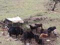 रैथाने गाई सङ्कटमा