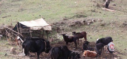 रैथाने गाई सङ्कटमा