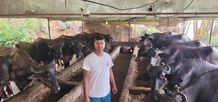 वैदेशिक रोजगार त्यागेका युवालाई पशुपालनबाट सफलता