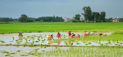 देशभर एक लाख ३७ हजार हेक्टर जमिन रोपाइँ