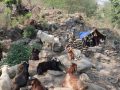 धौलागिरिका घुम्ती गोठ सङ्कटमा धौलागिरिका घुम्ती गोठ सङ्कटमा