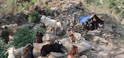 धौलागिरिका घुम्ती गोठ सङ्कटमा