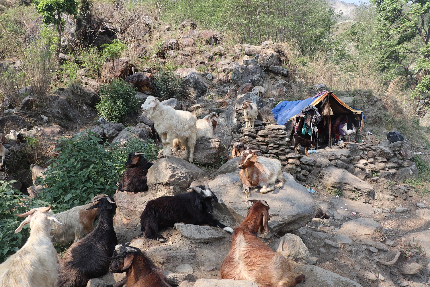 धौलागिरिका घुम्ती गोठ सङ्कटमा