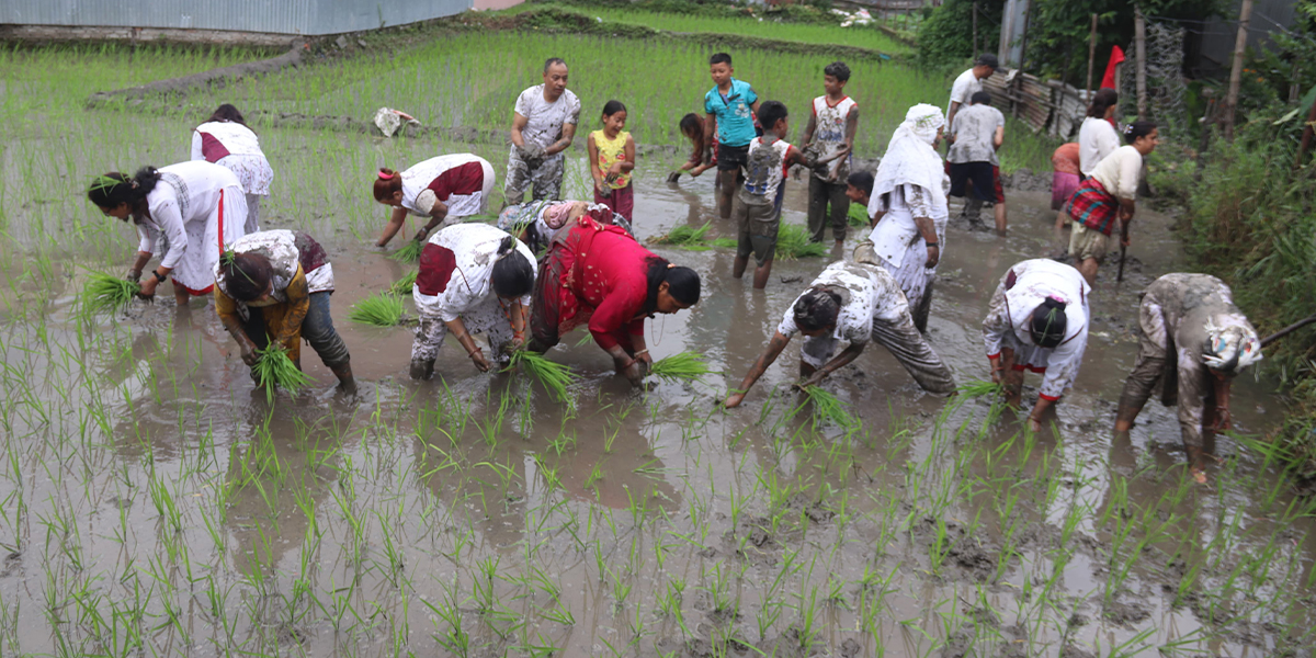 जलवायुमैत्री प्रविधिबाट धानमा आत्मनिर्भर बन्ने लक्ष्यसहित २३औँ राष्ट्रिय धान दिवस मनाइँदै