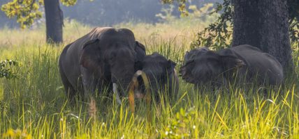 हात्ती नियन्त्रणका लागि ‘स्पेसल टास्क फोर्स’ परिचालन गरिँदै